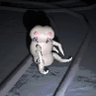 Khepri 的头像