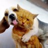 DogsandCatsOn𝕏 profil fotoğrafı