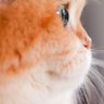 sunshina profil fotoğrafı