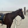 Qusai profil fotoğrafı