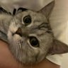 QJHWC profil fotoğrafı