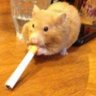 pedro's profile picture