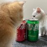 kitten story 的头像