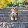 自在飞花轻似梦's profile picture