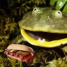Profilbild von McRibbit