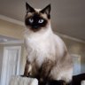 Yuan Yao profil fotoğrafı