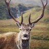 Profilbild von David George