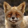 Фото профиля Wile.E.Fox