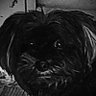 Profilbild von JaburuDoAgreste