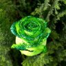 Green Jury's profile picture