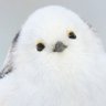 ねこずきん's profile picture