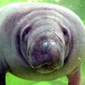 Peixe-Boi Libertário profil fotoğrafı