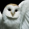 Anthony Draco's profile picture
