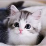 Фото профиля にゃんmama