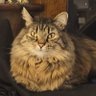 Wendi, thehappyconservative profil fotoğrafı