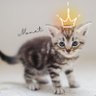 Profilbild von モネ🐈