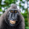 Profilbild von Macaco Hilário 🐒