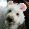 🐶🌴🌱🌸🌻🏖🌞🌊's profile picture