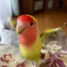 Hide Bottaqurri profil fotoğrafı