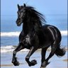 Black horse's profile picture