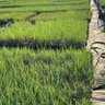 Фото профиля lawn guy