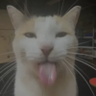 Silly Cat profil fotoğrafı