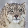 Profilbild von Snow Leopard from Nepal