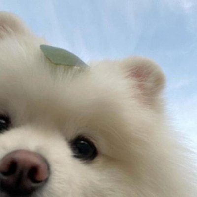 Why you should love animals's profile picture