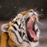 TIGERRRR 的头像