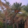 daij al mujaini's profile picture