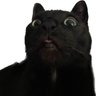 Jordan Harman's profile picture
