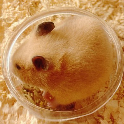 RamphastoStella's profile picture