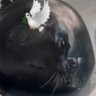 A Celebration of Life: Foca Disfêmica 的头像