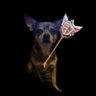 Ceejay's profile picture