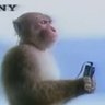 Primate Walkman's profile picture