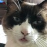 Deinha's profile picture