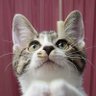 イサム(元ヨネスケ)🐹's profile picture
