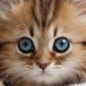 xpourris profil fotoğrafı