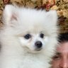 Arda's profile picture