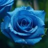 青李's profile picture