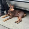 Profilbild von Mr Doberman