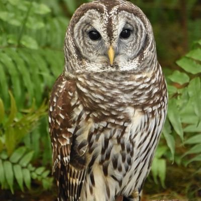 Južnjak's profile picture
