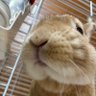 ( ー̀ωー́ )セニョーラトマト profil fotoğrafı