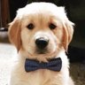 Conservador.Oprimido's profile picture