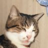 おからの大冒険's profile picture