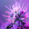 Фото профиля Online Dispensary | Buy Weed Canada
