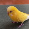 Profilbild von ポーちゃん🦜✨