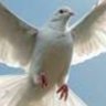 Paz 🕊️'s profile picture