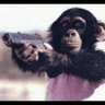 Фото профиля Inuteromonkey