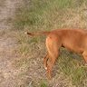 Фото профиля Le carabin chien sioniste, génocidaire et fasciste